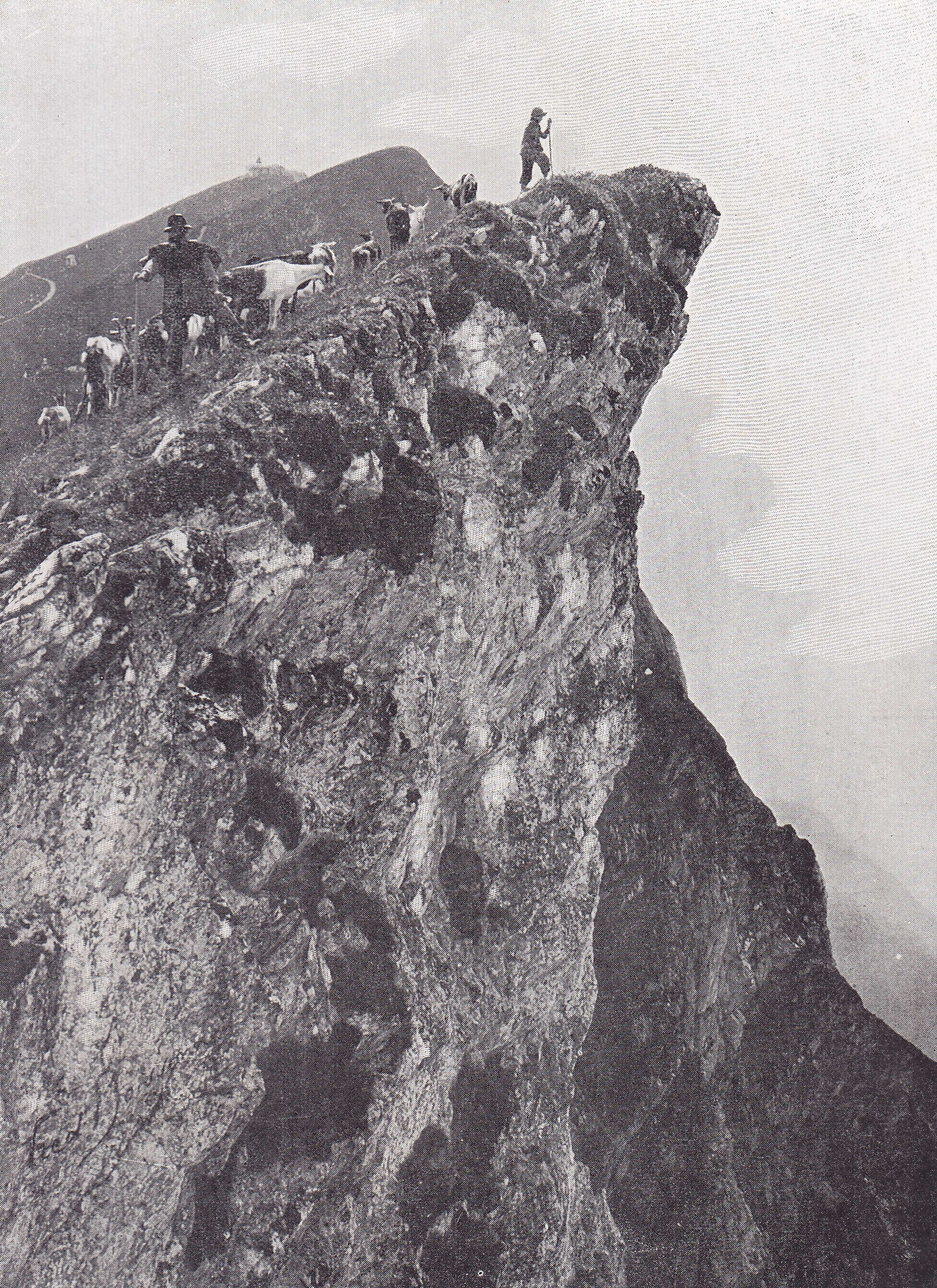 Historisches Schwarzweißfoto: Hirten mit Ziegenherde auf einem steilen Felsengrat in den Bergen, dramatische Höhe.