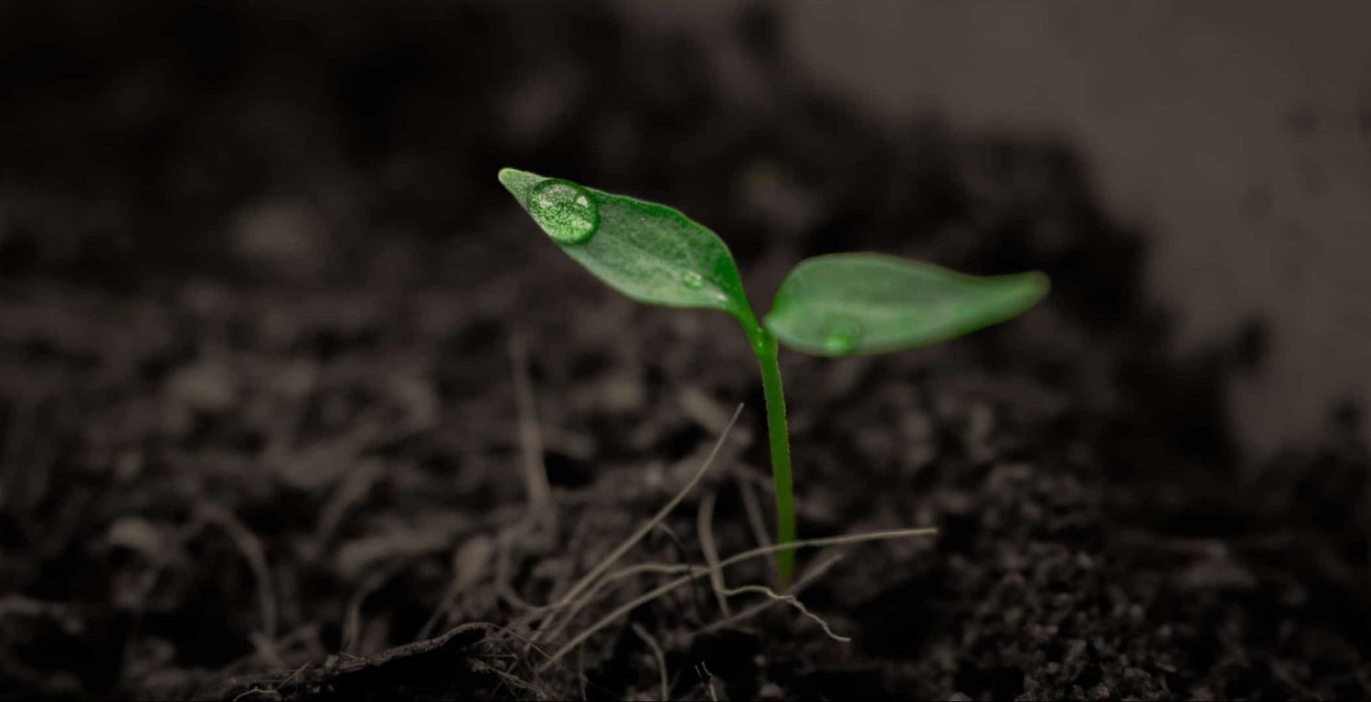 Green 2551467