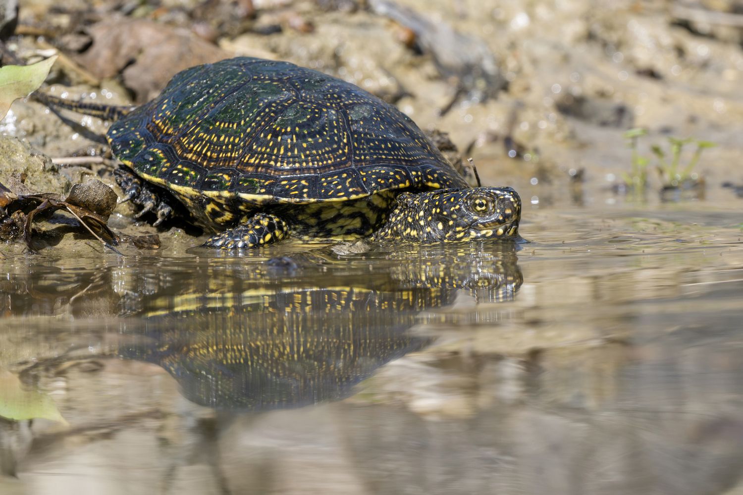 Sumpfschildkroete