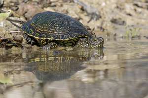 Sumpfschildkroete