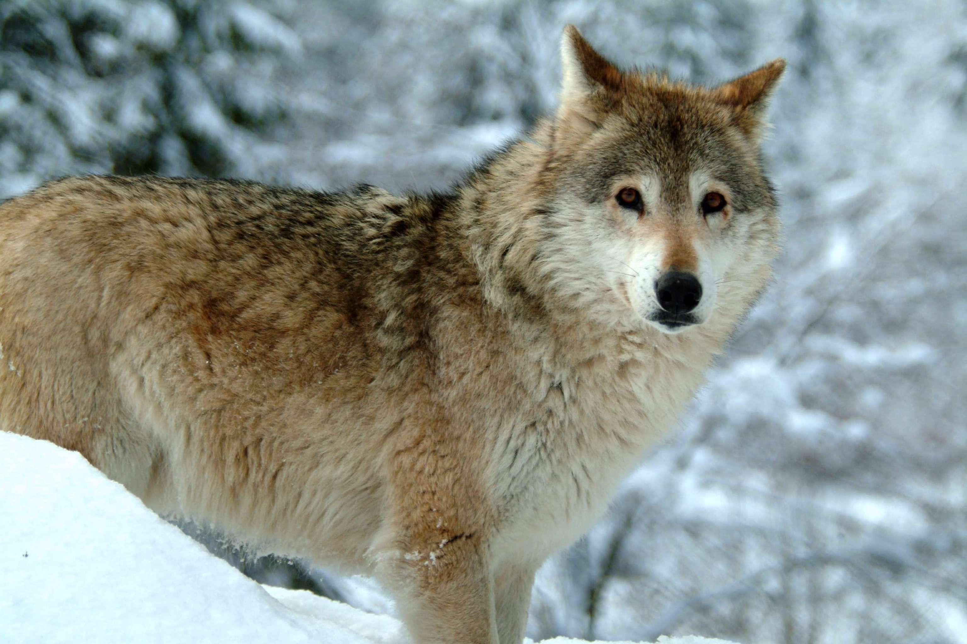 In Schweden werden weite Teile des Landes mittels Bejagung von Wölfen freigehalten.