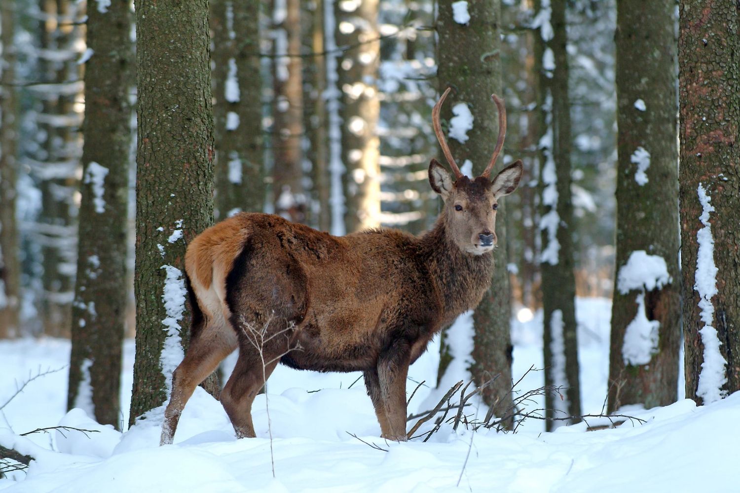 Rotwild 8 ID16825