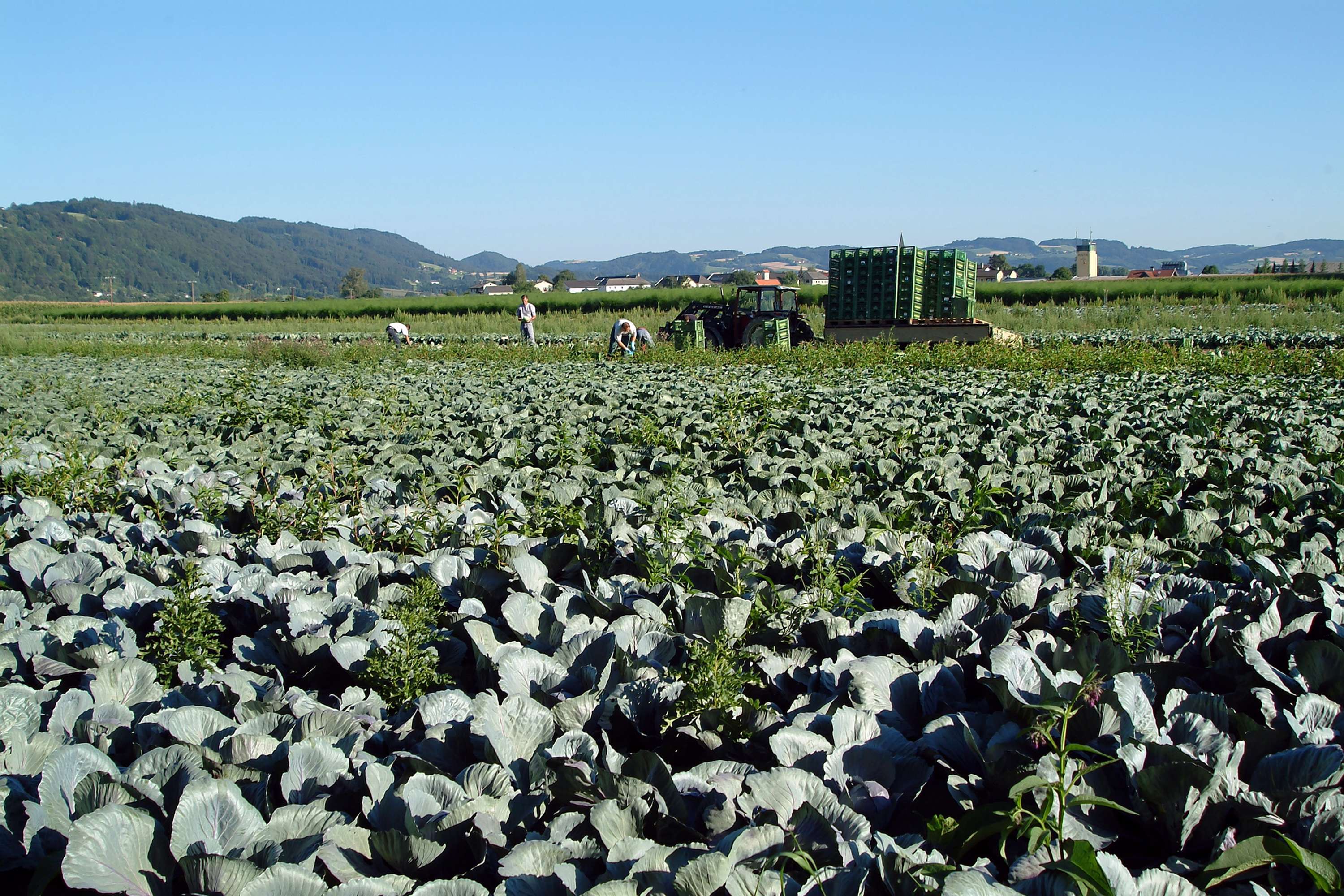 Krauternte auf einem Gemüsefeld in Oberösterreich