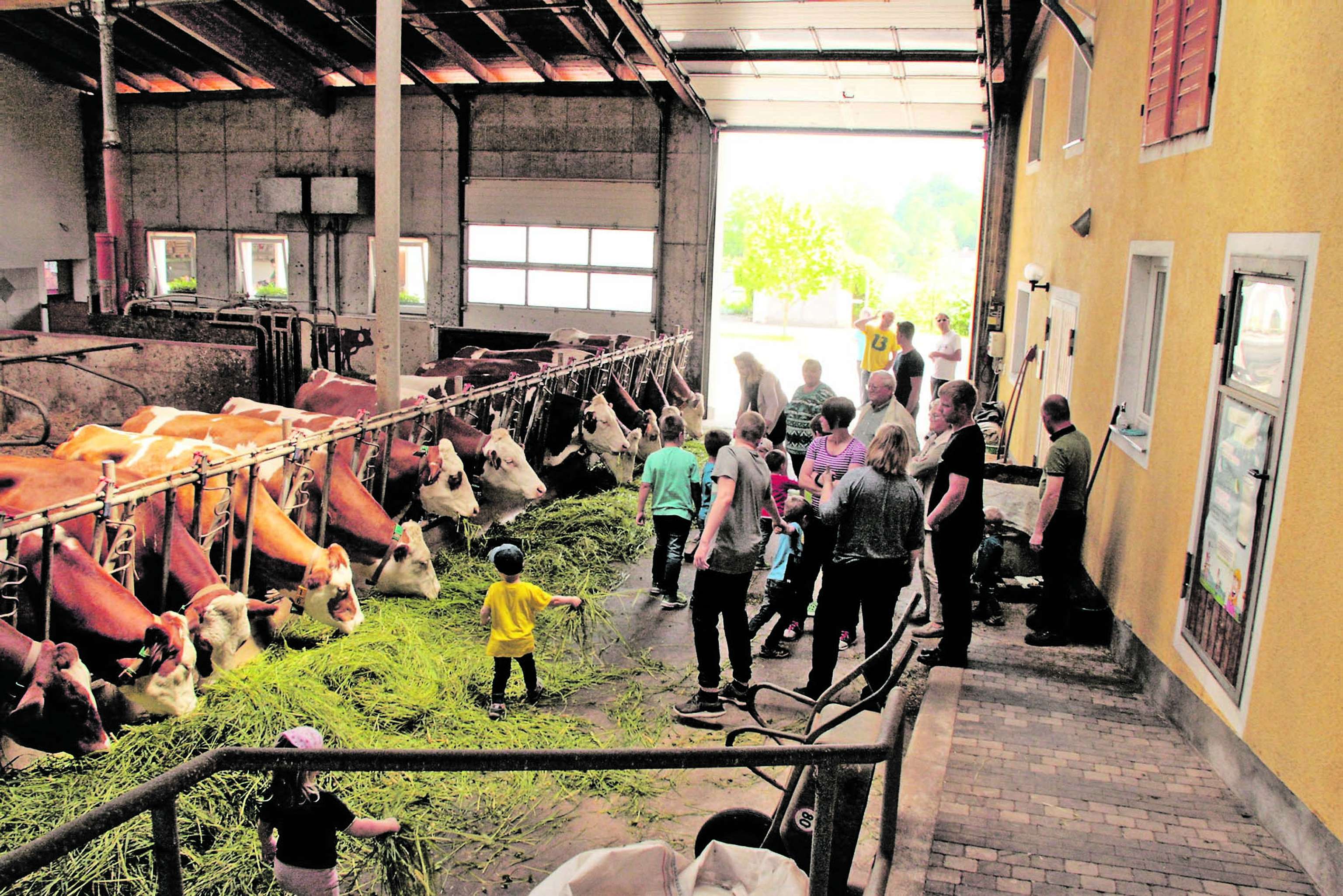 Kinder besichtigen Rinderstall