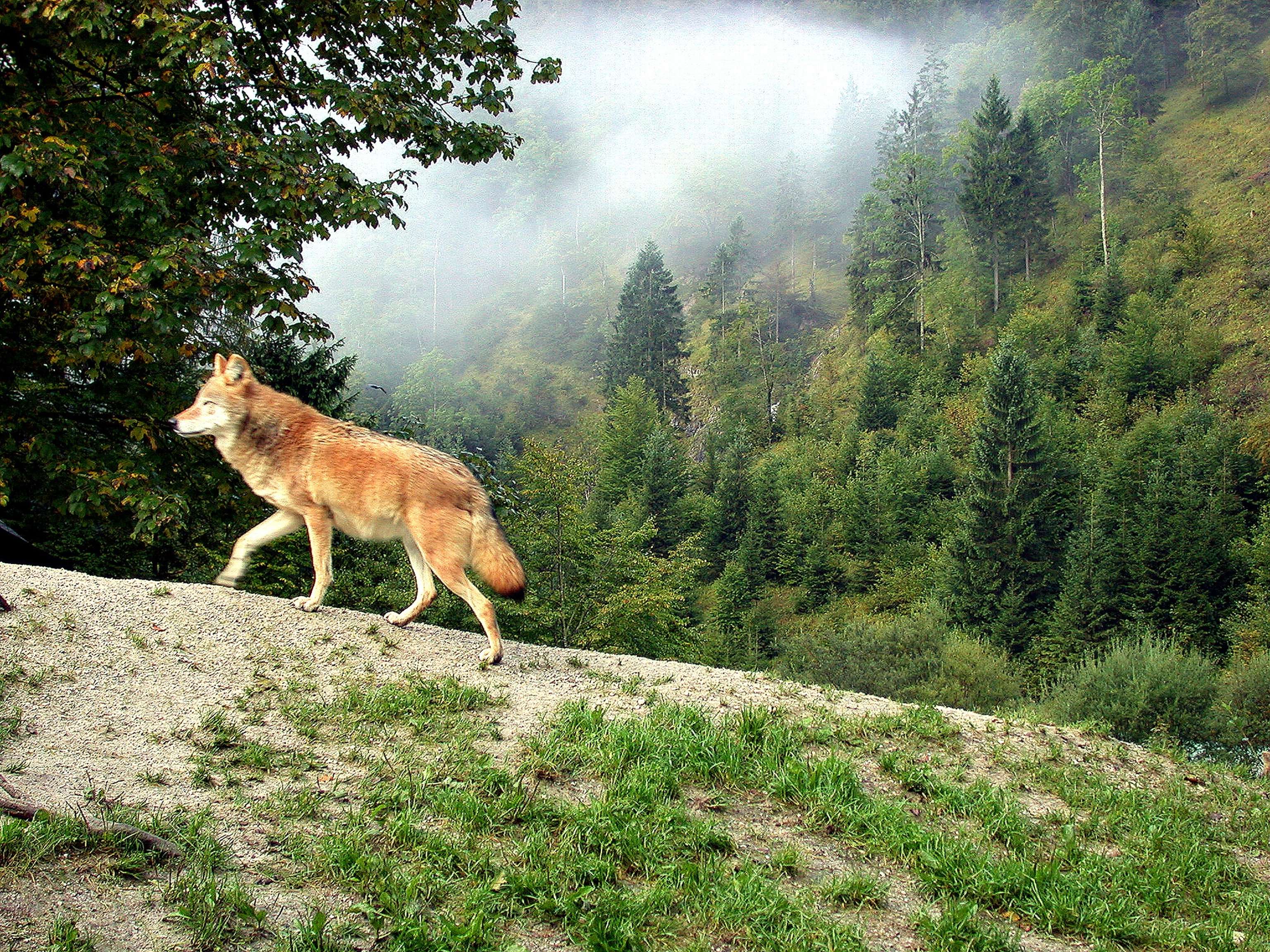 Wolf 1 ID76793 (1)