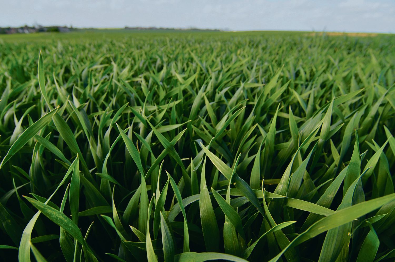 Syngenta