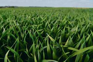 Syngenta