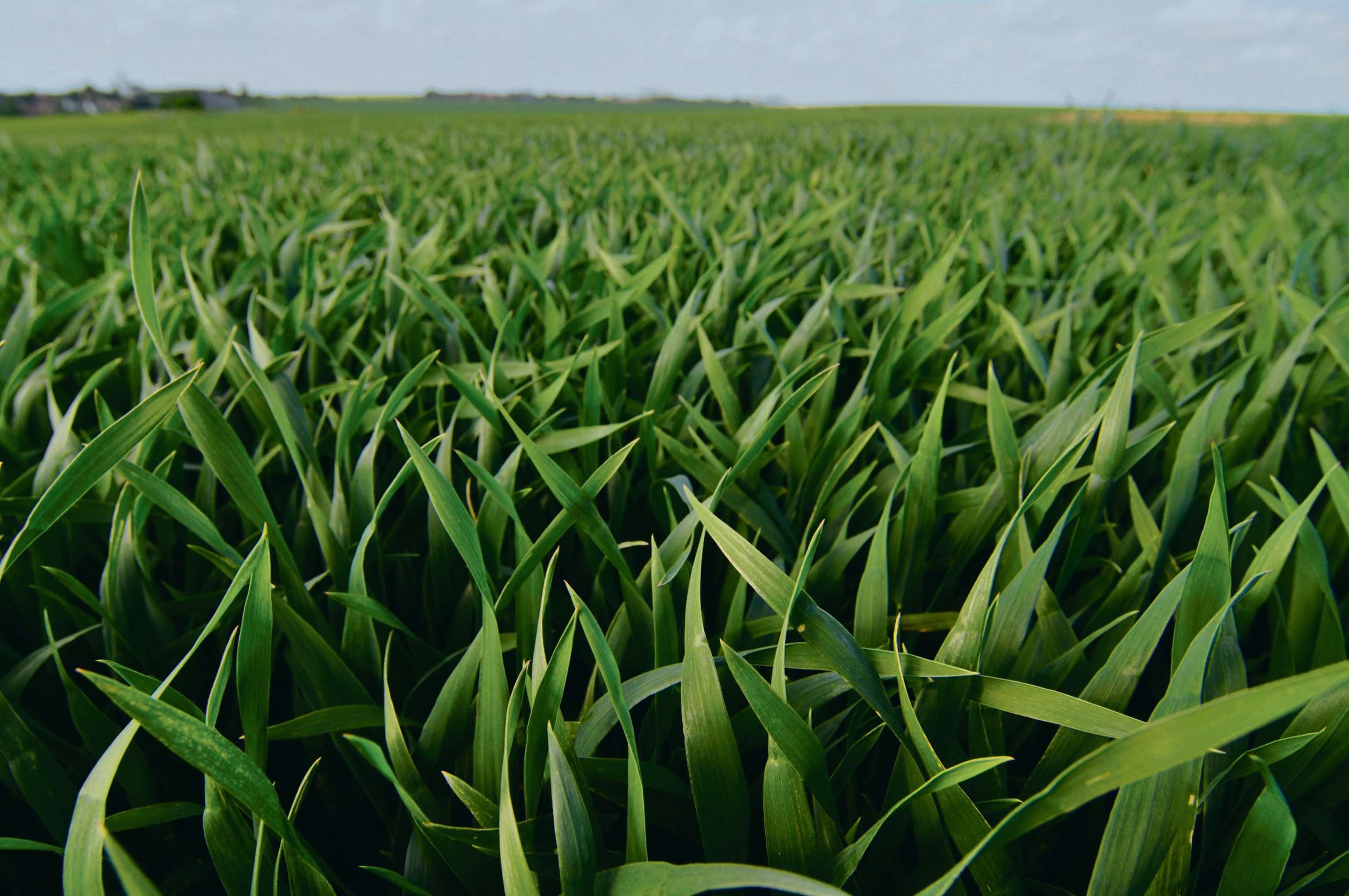 Syngenta