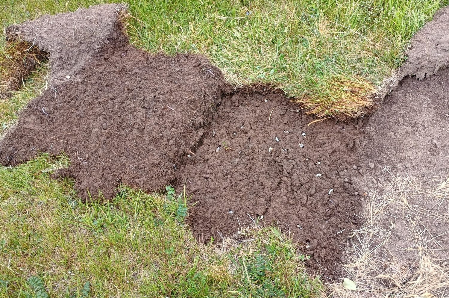 Grasnarbe mit Engerlingen