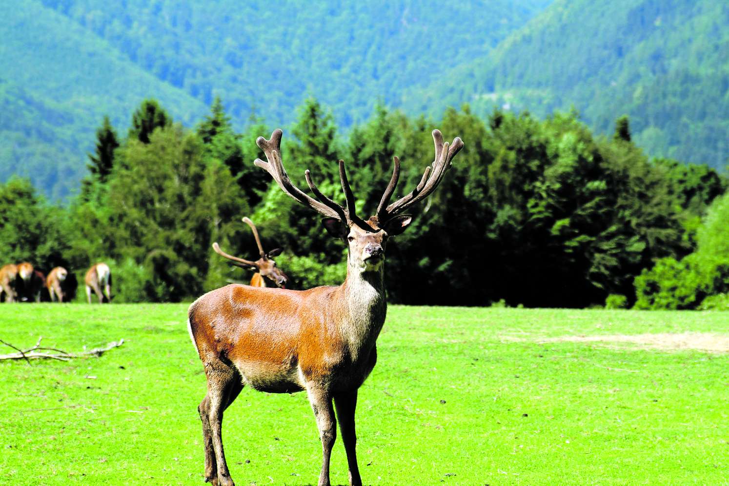 Hirsch