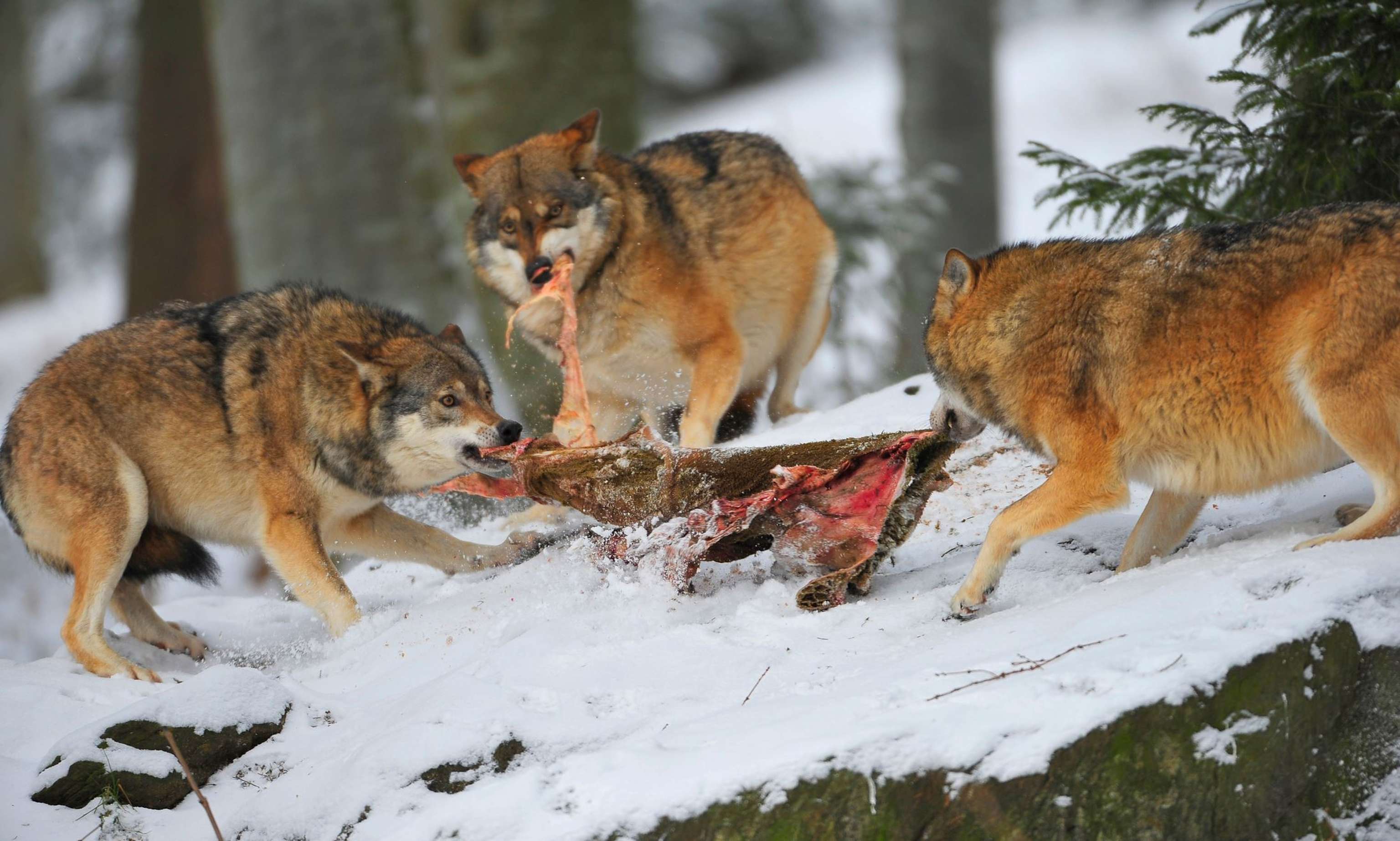 Wolf und Beute