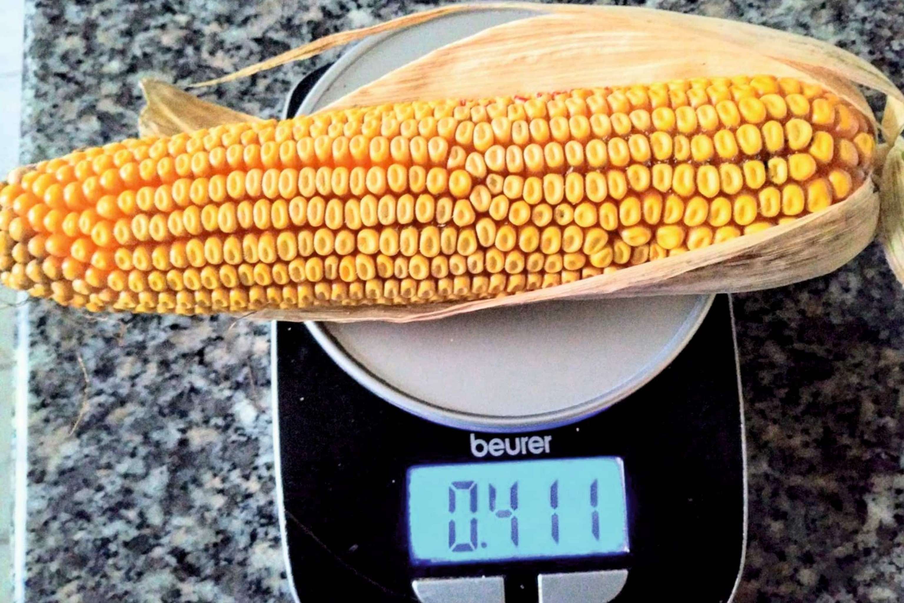 Probstdorfer bringt zwei neue Sorten im späten Reifesegment.