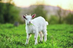 Goat On A Meadow