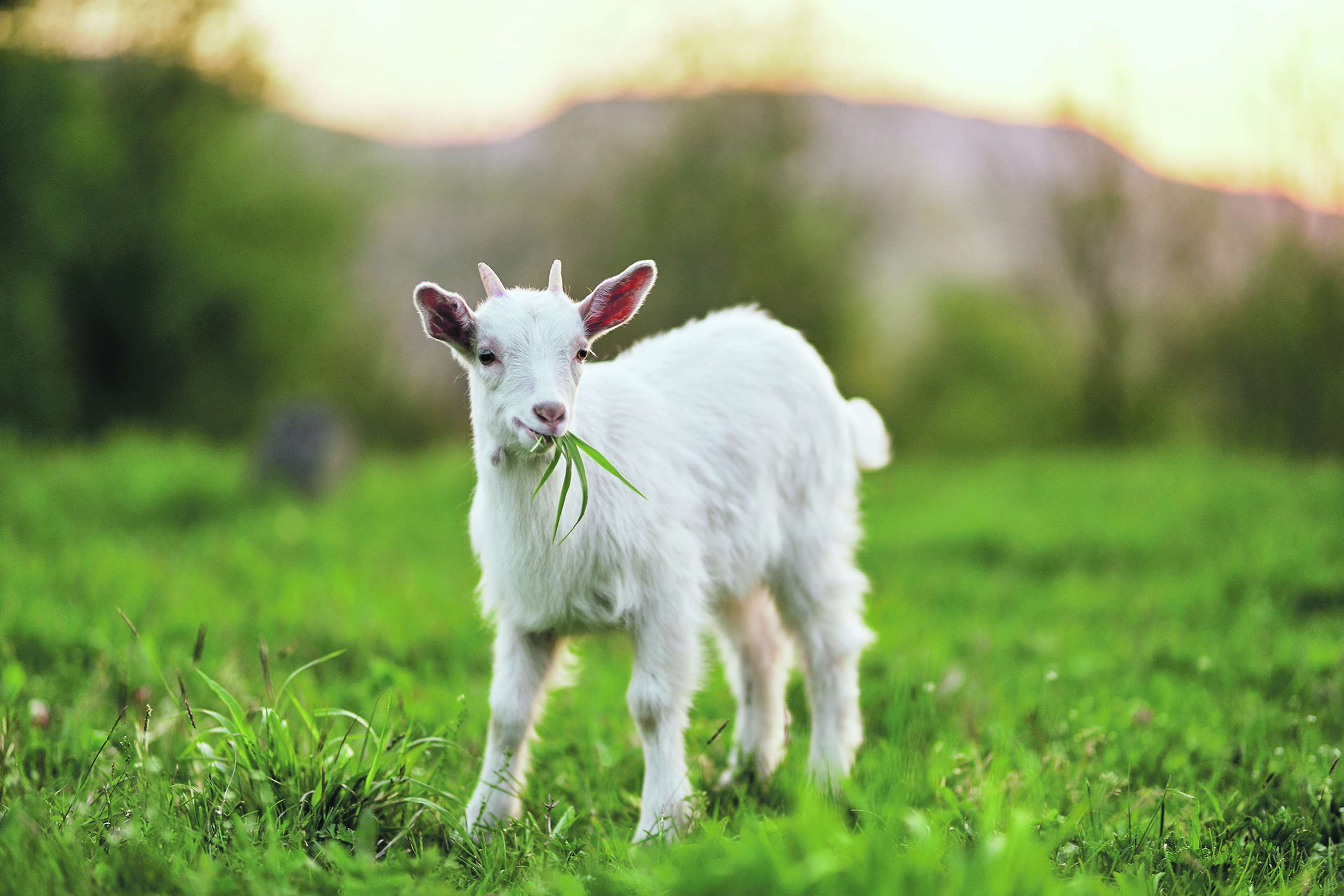 Goat On A Meadow