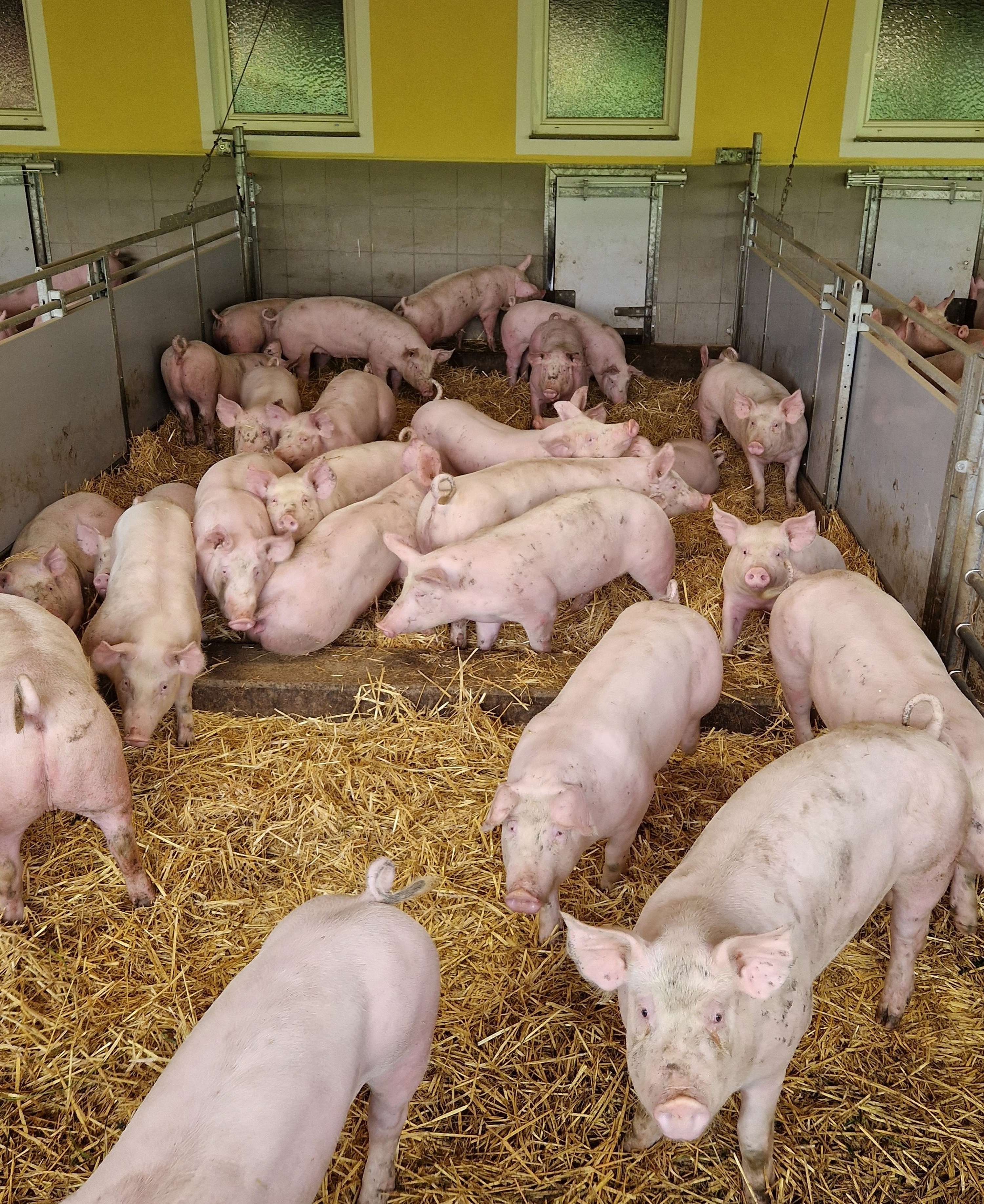 Schweine im Stall, auf Stroh gehalten.