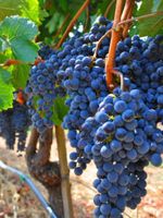 Der Nemea-Rotwein, wird in dem gleichnamigen Tal angebaut, wo der Weinbau schon seit jahrhunderten Tradition hat.