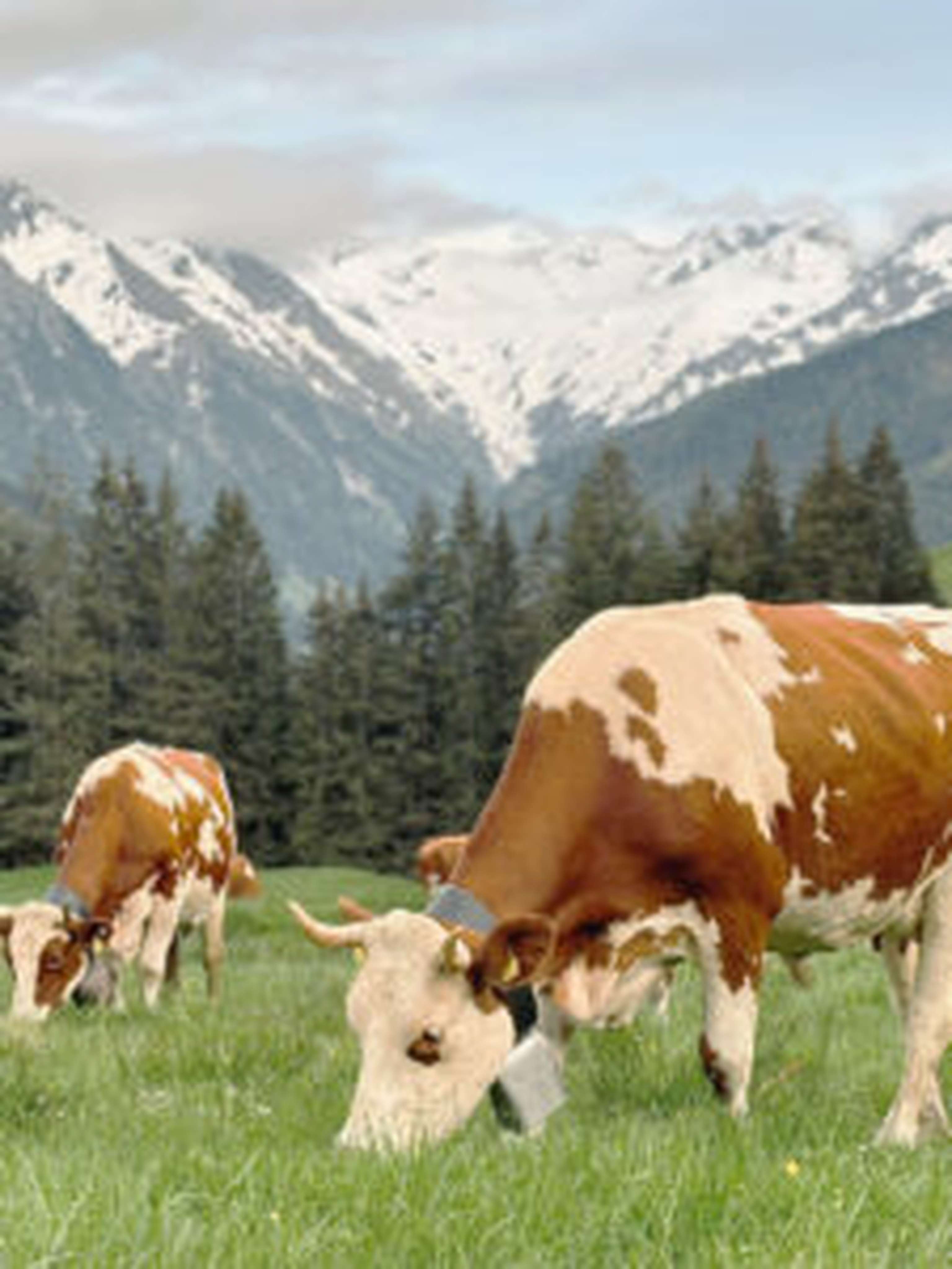 Eine zufriedene Herde beim Almgrasnaschen.