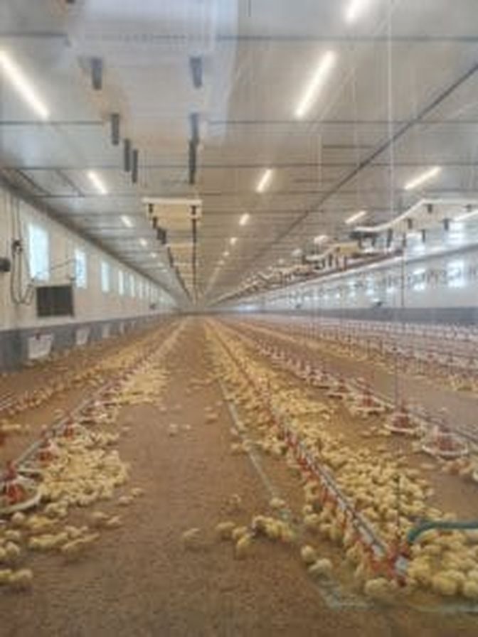 Der neue Hühnermaststall von Familie Berger. Die Küken wurden am Tag zuvor eingestallt.