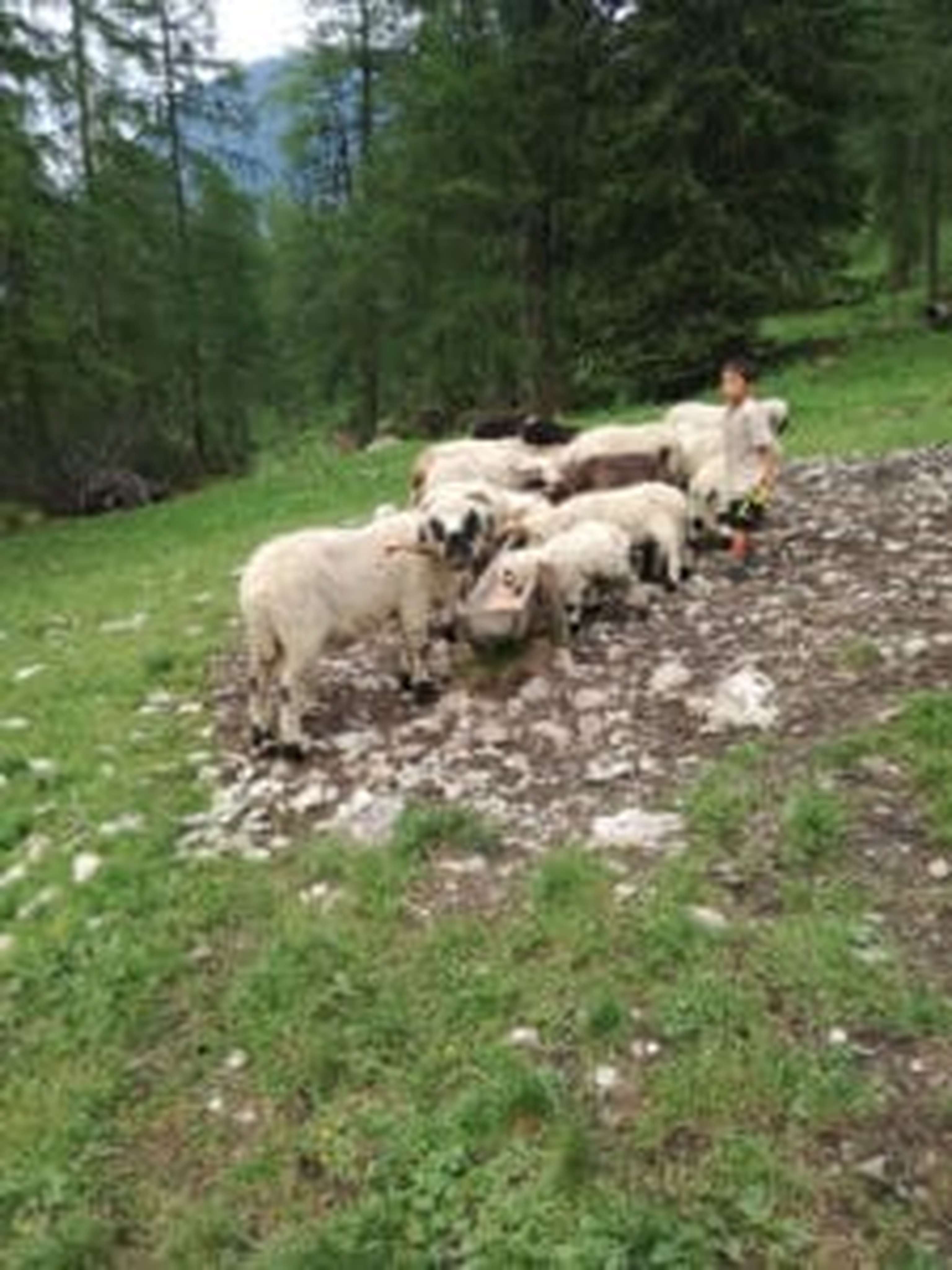 Viele Schwarznasen und eine kleine Weißnase.
