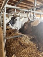 Die „alten Ladies“ Trixi und Winny