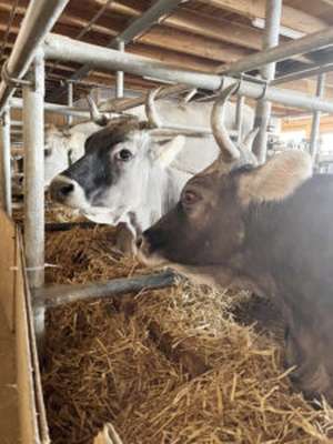 Die „alten Ladies“ Trixi und Winny