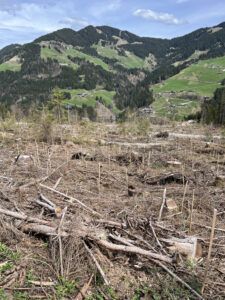 Der Wald wurde mit insgesamt 7.000 Fichten, Lärchen, Weißtannen, Schwarzerlen und Buchen wieder aufgeforstet.