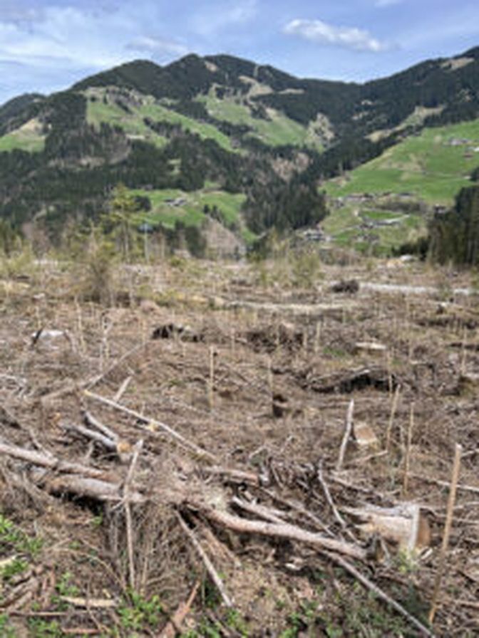 Der Wald wurde mit insgesamt 7.000 Fichten, Lärchen, Weißtannen, Schwarzerlen und Buchen wieder aufgeforstet.