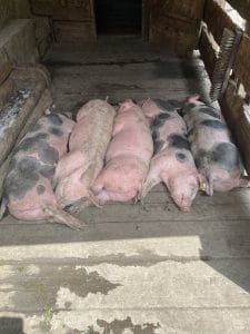 Carolas Schweine träumen auf der Alm vom schönen Almleben.