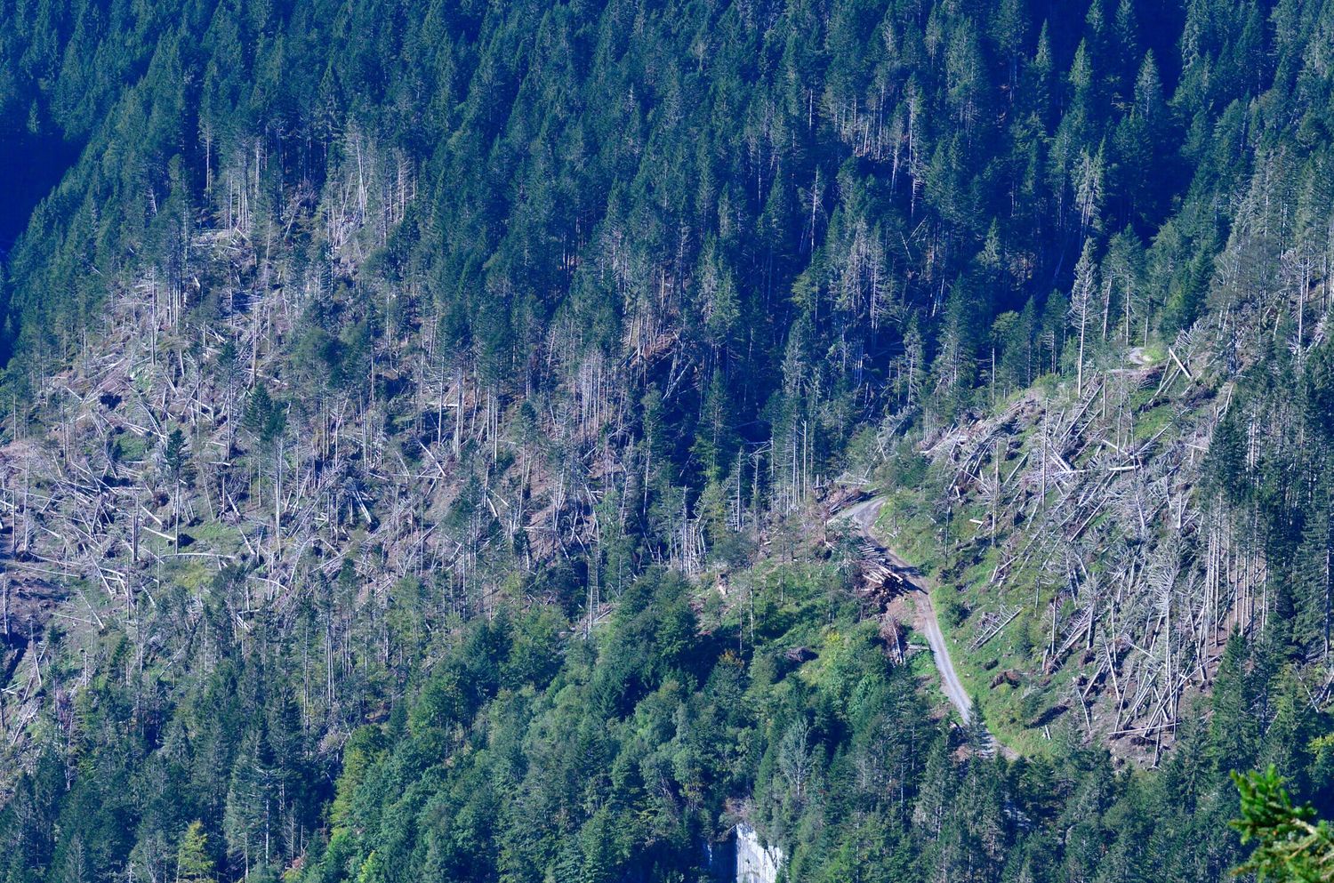 Bergwald mit Windwurf