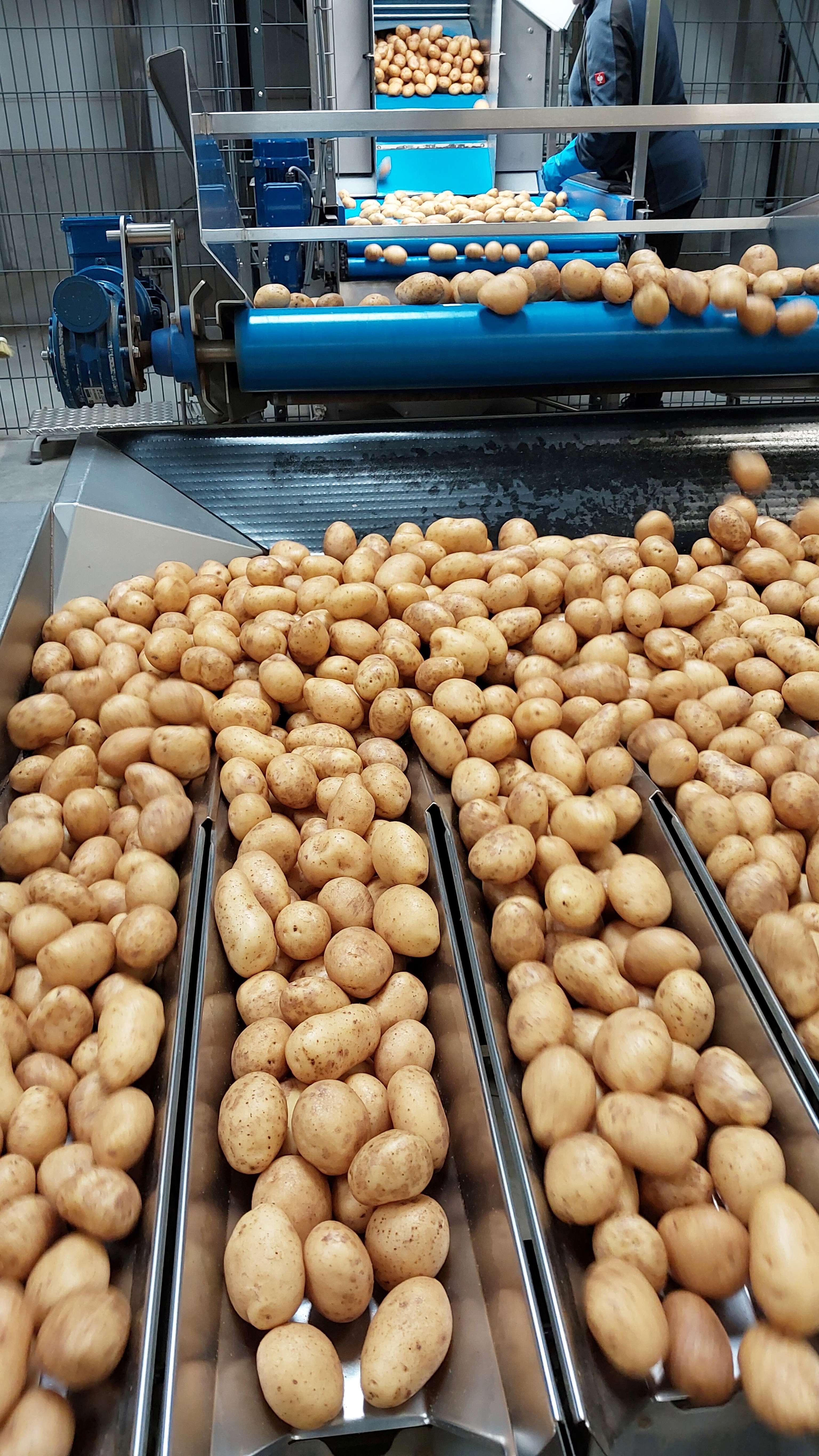 Sortierung von Erdäpfeln