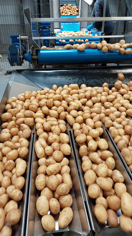 Sortierung von Erdäpfeln