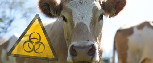 Rind neben einem Gefahrengut-Warnschild