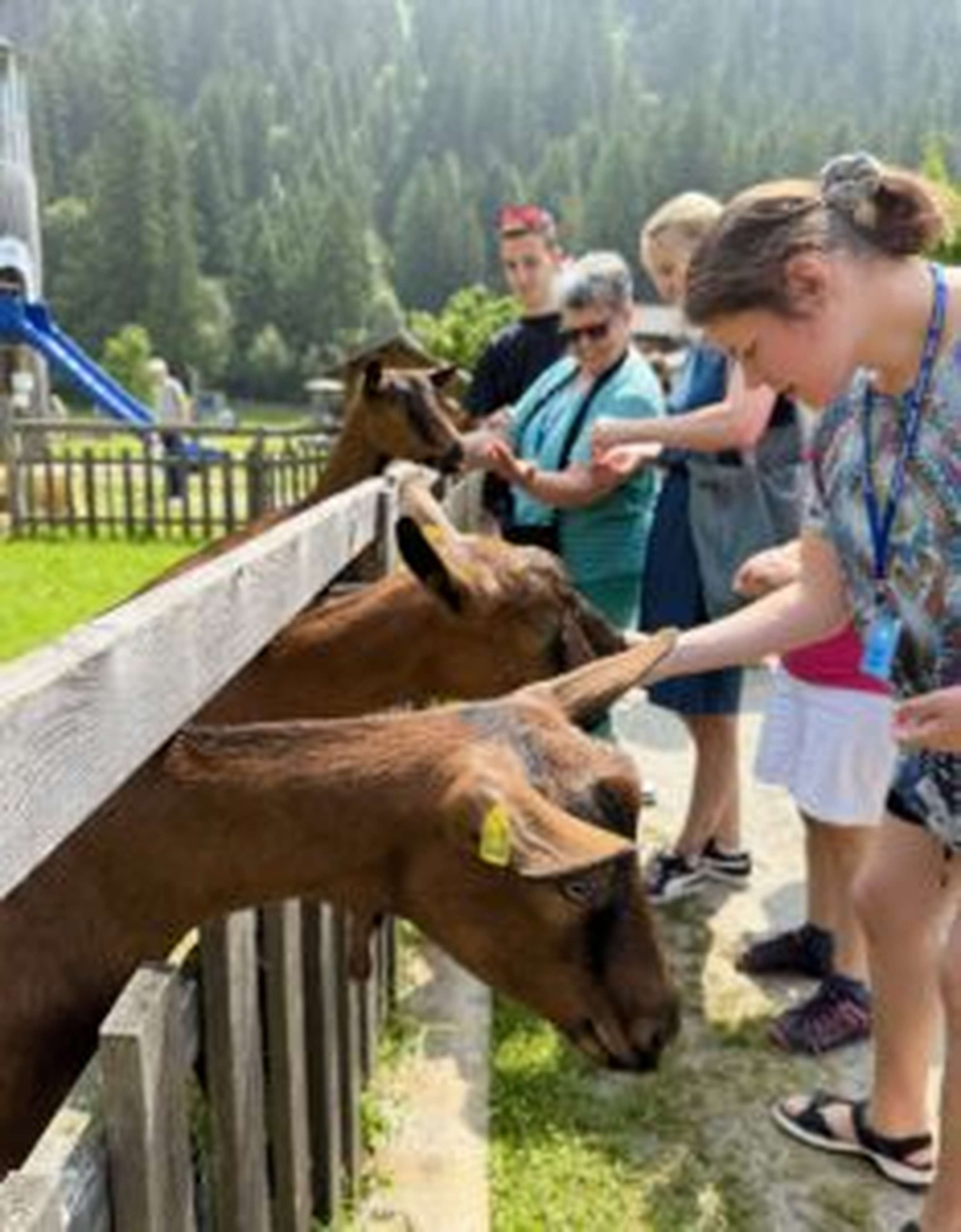 Im Ziegenkindergarten
