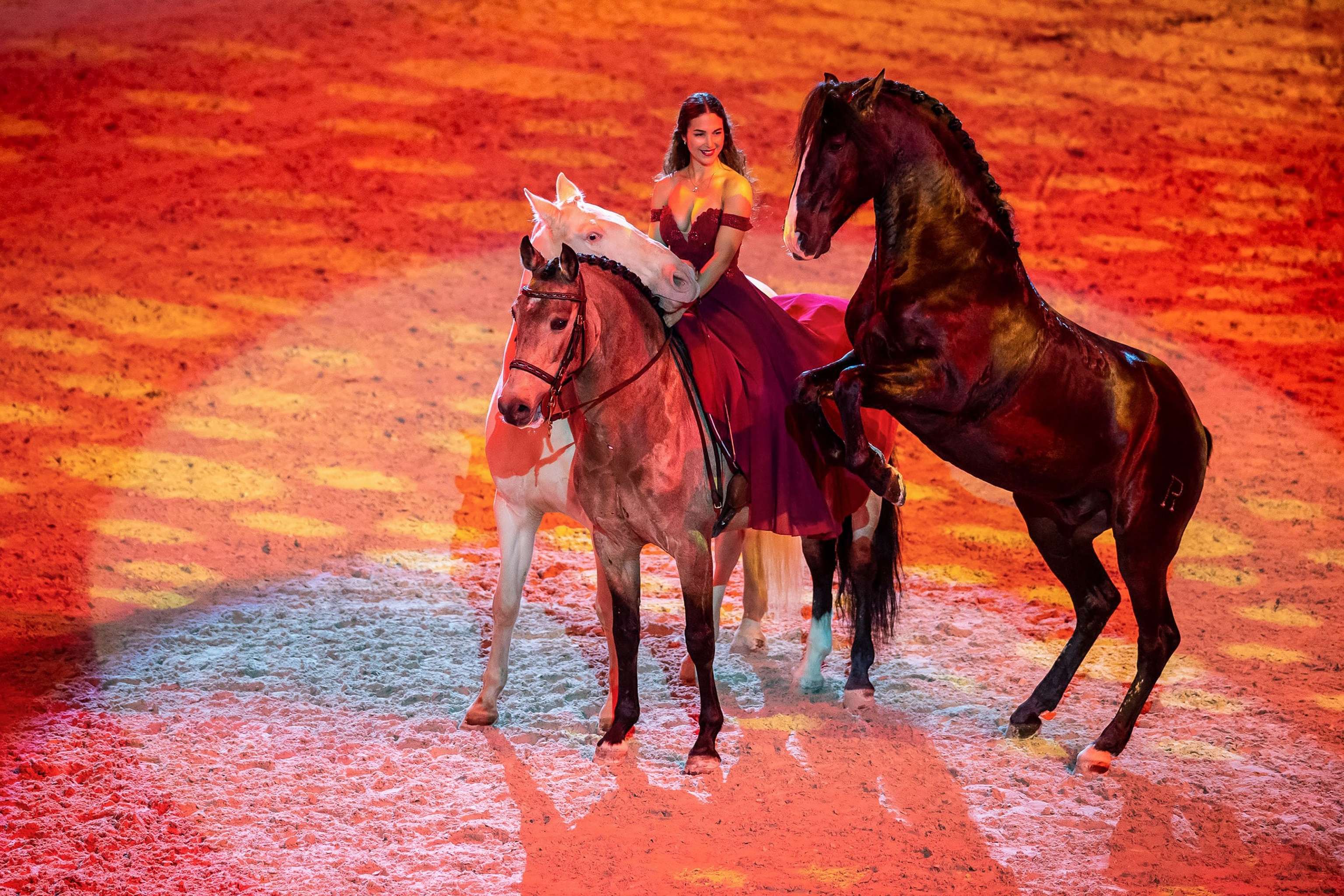 Die Pferde-Show hautnah erleben.