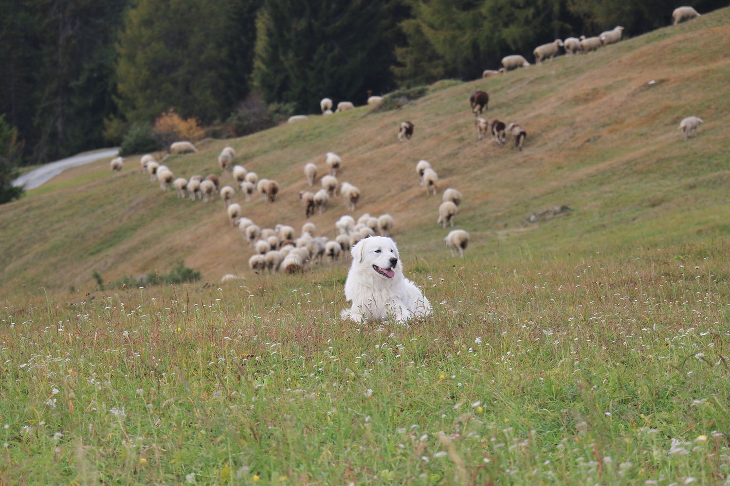 Die Osttiroler Schafherden mit einem Herdenschutzhund zu schützen finden die Bezirksobleute der JB/LJ Bezirk Lienz für nicht sinnvoll.