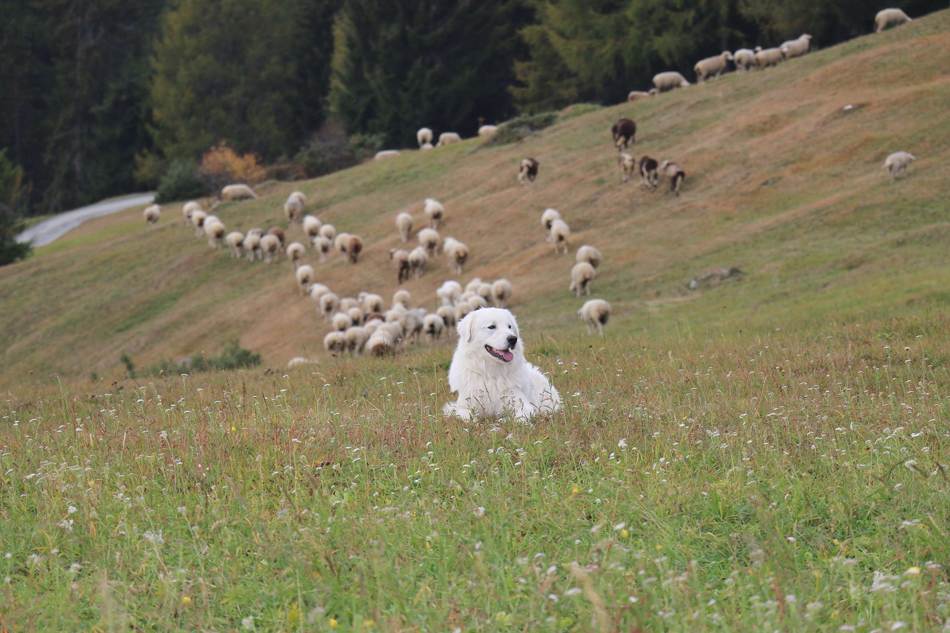 Die Osttiroler Schafherden mit einem Herdenschutzhund zu schützen finden die Bezirksobleute der JB/LJ Bezirk Lienz für nicht sinnvoll.