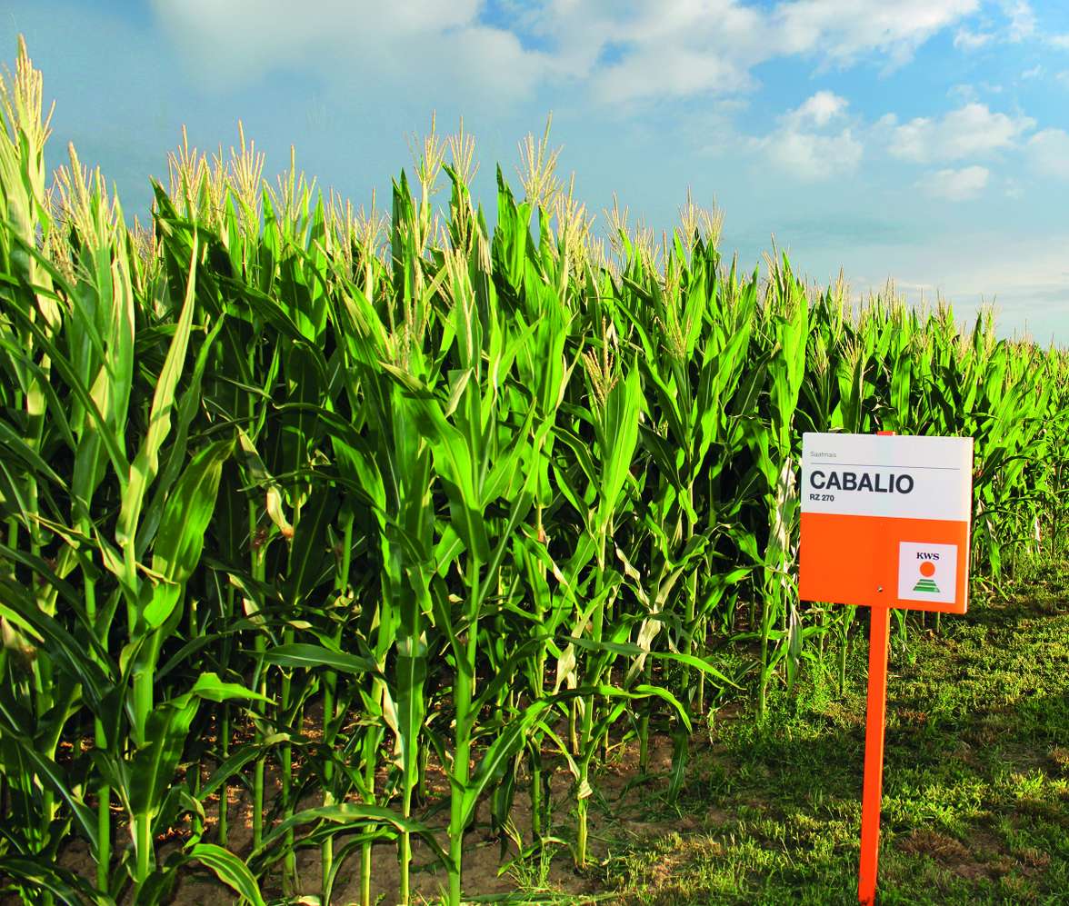 Cabalio Schild vor einem Feld