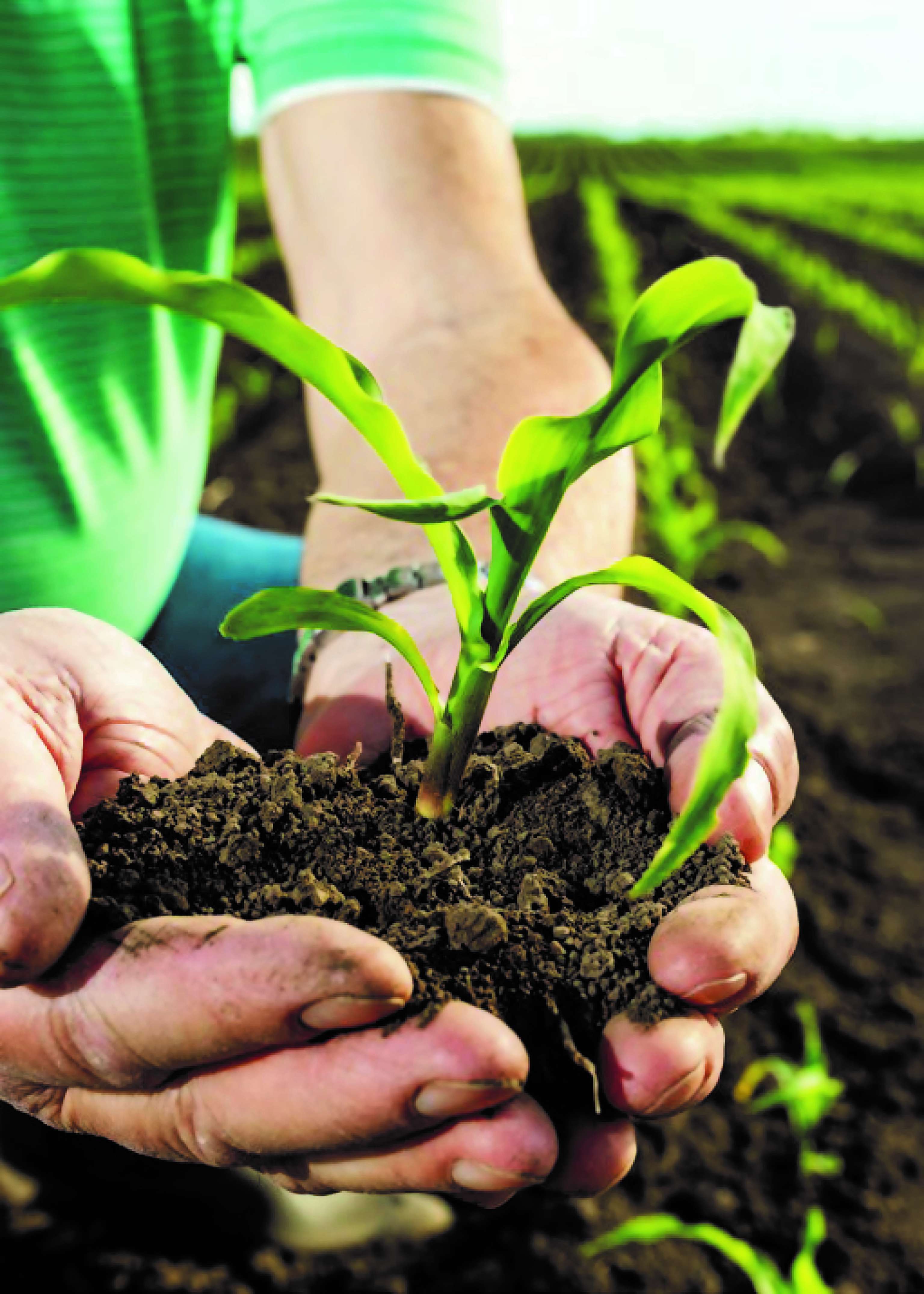 Hand hält Erde mit Pflanze