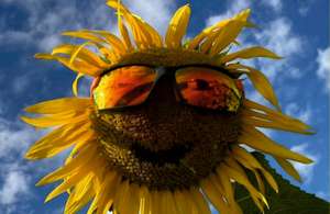 Sonnenblume mit Sonnenbrille