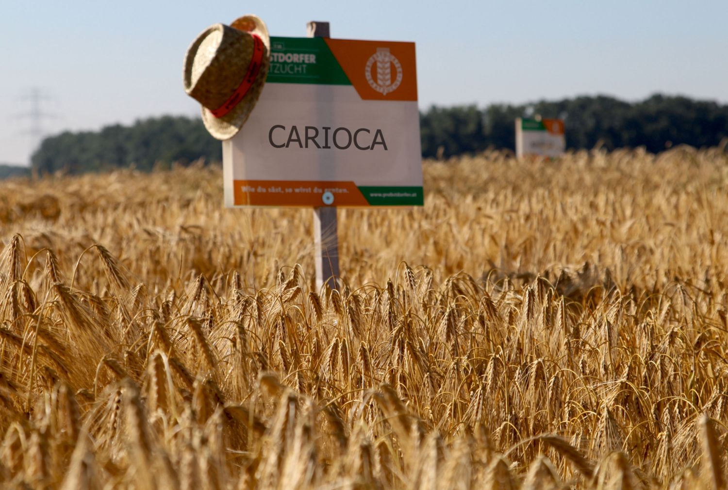 Carioca befindet sich auf der Überholspur.