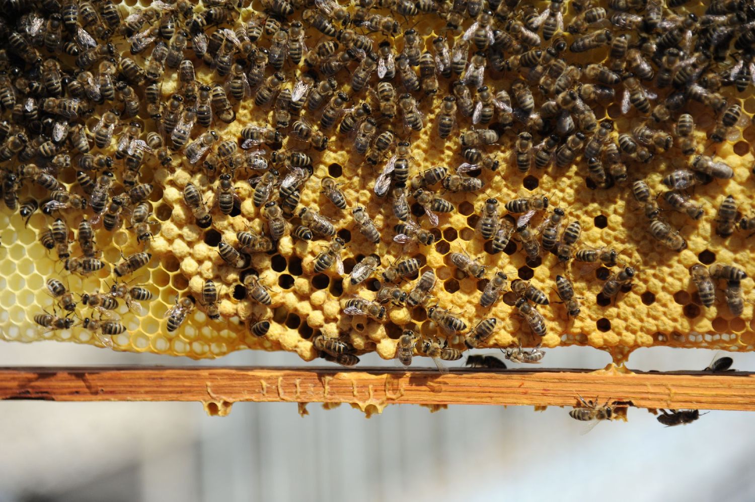 Die Bundesbienen von Wien.