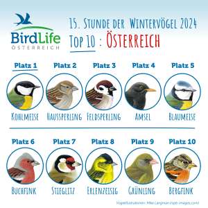 Top 10 Österreich Web
