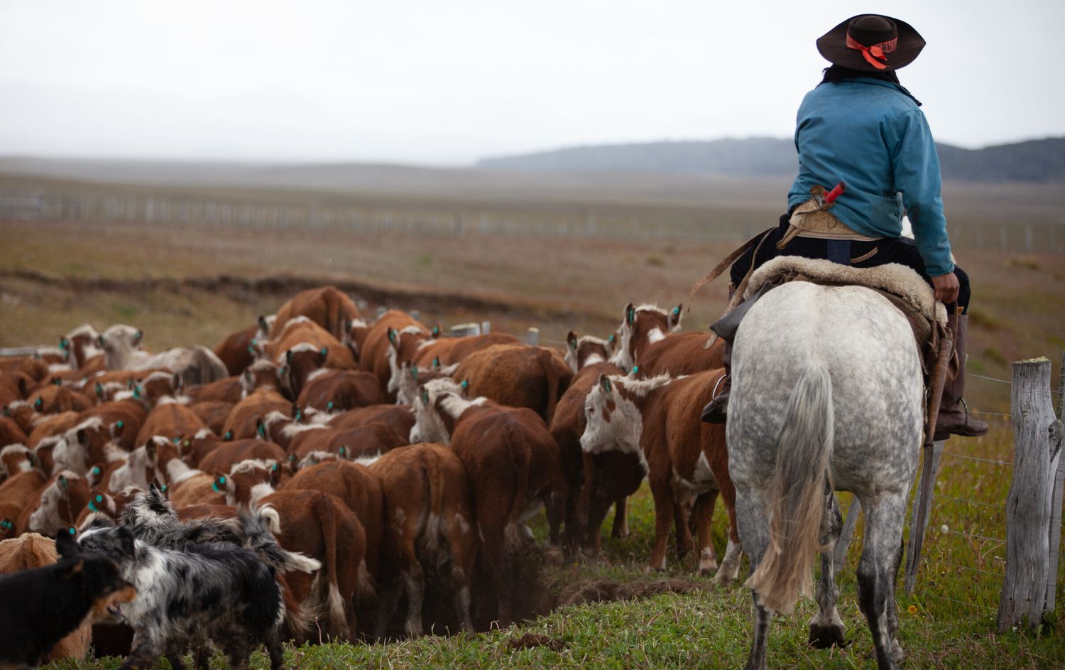 Rinder in argentinischer Pampa