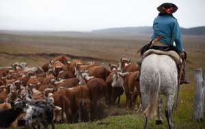 Rinder in argentinischer Pampa