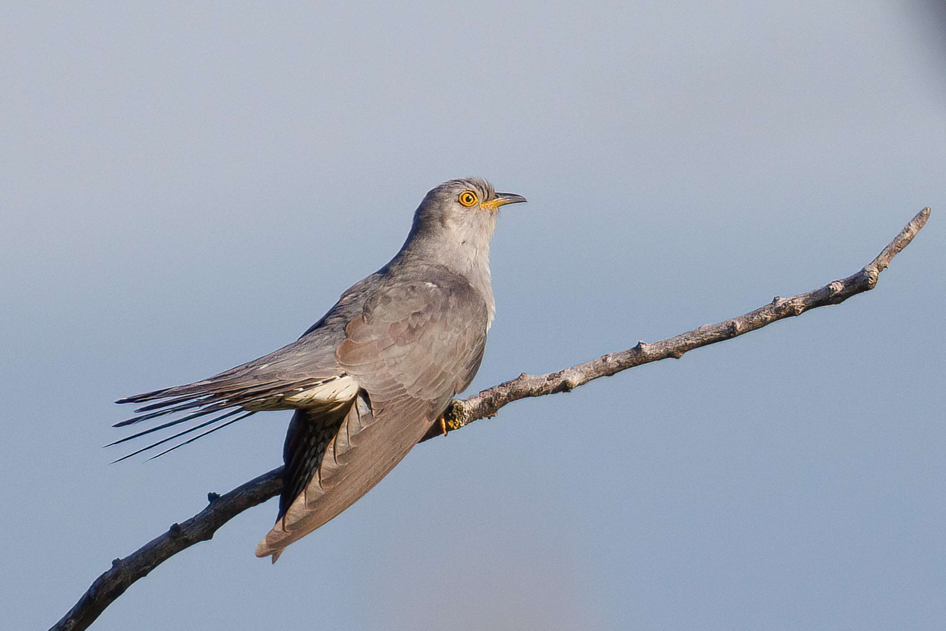 Ab April üblicherweise zurück in Österreich: der Kuckuck.
