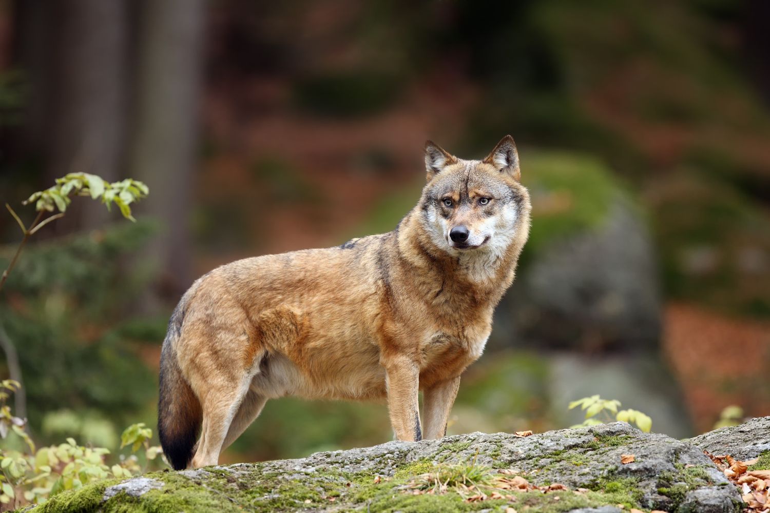The Grey Wolf Or Gray Wolf (Canis Lupus) Standing On A Rock. A L