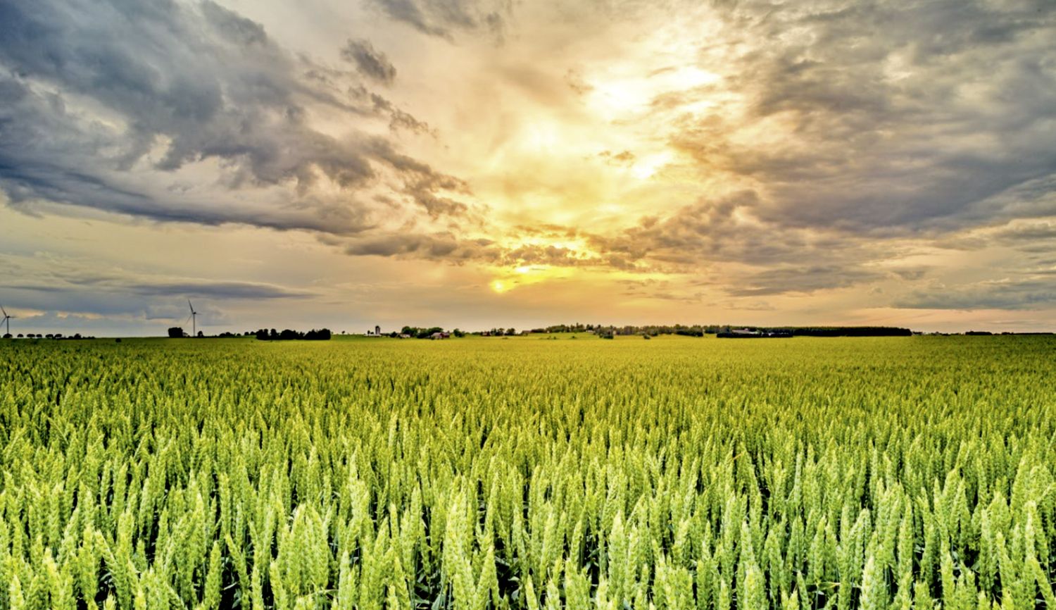 Probstdorfers Weizensorten sind klimafit.