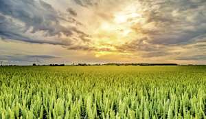 Probstdorfers Weizensorten sind klimafit.