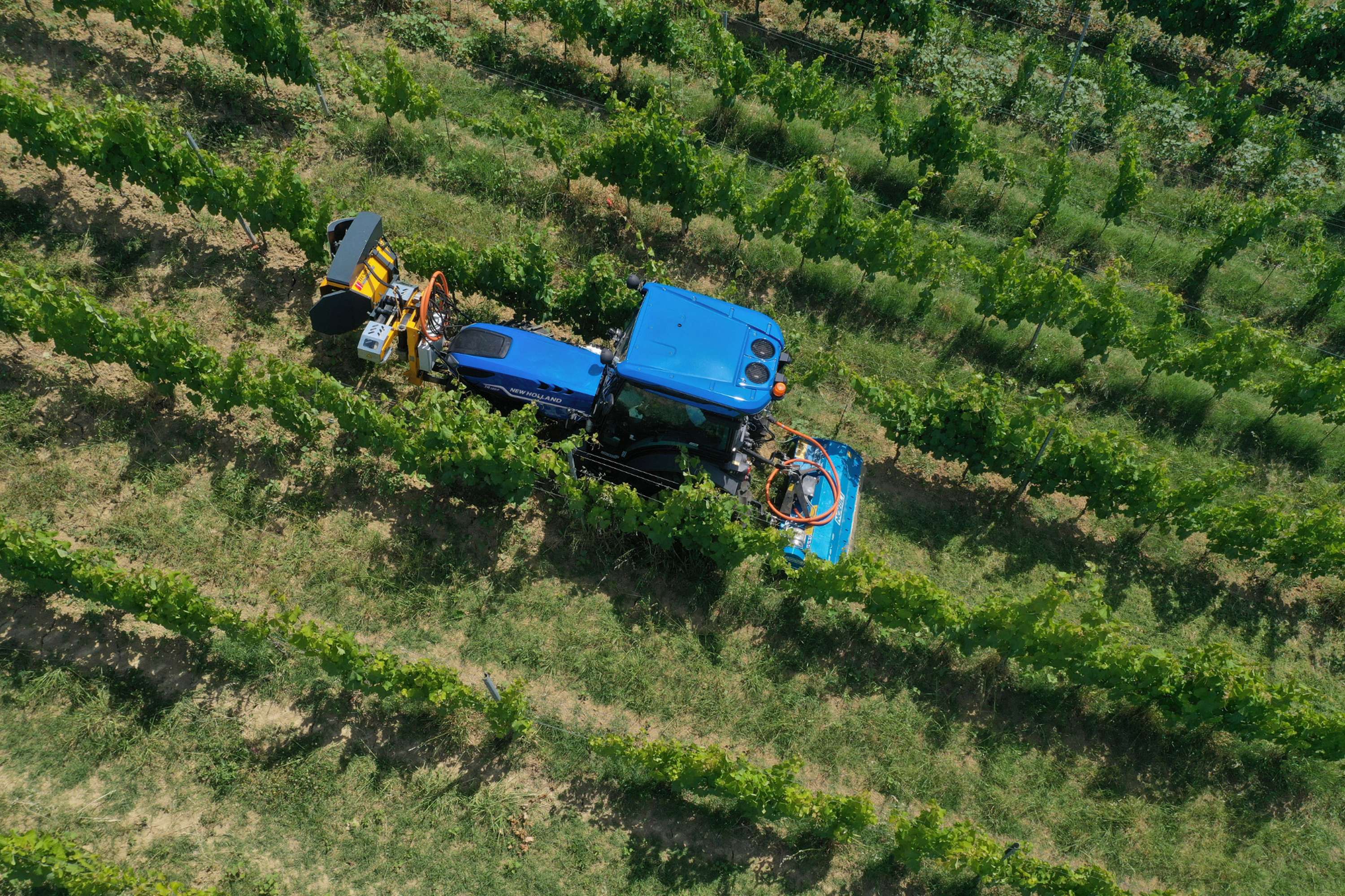 Traktor im Weingarten