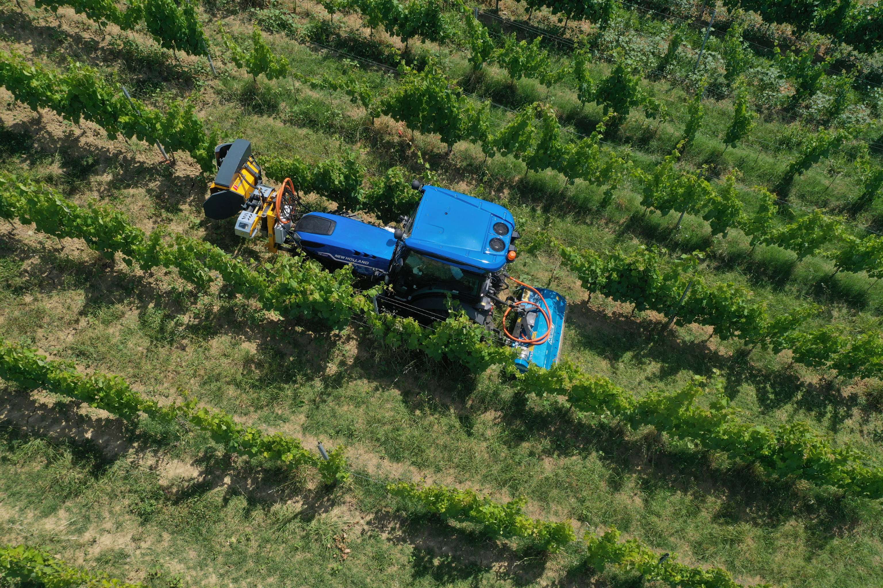 Traktor im Weingarten